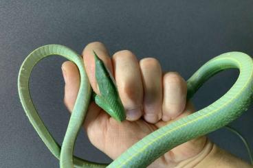 Nattern ungiftige kaufen und verkaufen Foto: Rhino ratsnakes ,moelendorfi ratsnakes,… Nattern ungiftige kaufen und verkaufen Foto: Rhino ratsnakes ,moelendorfi ratsnakes,…