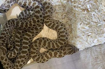 Schlangen kaufen und verkaufen Foto: Albino burmese,adult Madagascar boa female,…