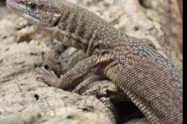 Monitor lizards kaufen und verkaufen Photo: 1,0 Varanus storri Nachzucht 21