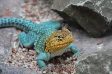 Echsen  kaufen und verkaufen Foto: Crotaphytus collaris "Wichita Mountain"