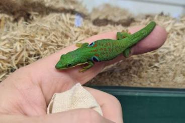 Geckos kaufen und verkaufen Foto: Phelsuma quadriocellata, etc HAMM