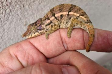 Chamäleons kaufen und verkaufen Foto: Brookesia/FURCIFER MADAGASCAR HAMM