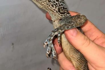 Warane kaufen und verkaufen Foto: FEMALE VARANUS MACRAEI 02/2019