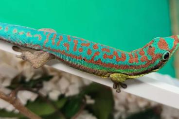 Geckos kaufen und verkaufen Foto: 1,2 Phelsuma ornata 1,2 Phelsuma cepediana