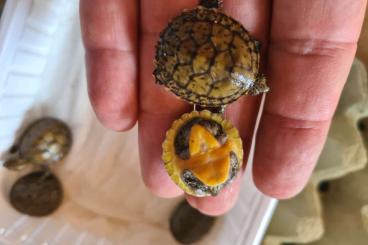 Sumpfschildkröten kaufen und verkaufen Foto: Moschusschildkröten verkaufen