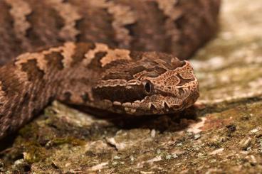 Venomous snakes kaufen und verkaufen Photo: Daboia, Gloydius, Montivipera, Oxyuranus, Vipera
