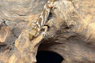 Geckos kaufen und verkaufen Foto: Offer Hamm 9.3 pachydactylus 