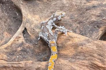 Geckos kaufen und verkaufen Foto: Strophurus nNephrurus Pachydactylus 