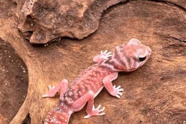 Geckos kaufen und verkaufen Photo: HOUTEN Strophurus nNephrurus Pachydactylus 