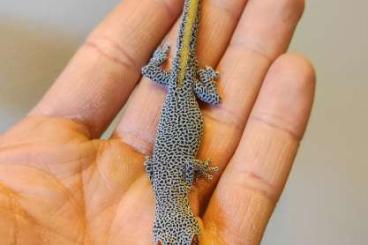 Geckos kaufen und verkaufen Foto: VERONA 10.5 Strophurus Diplodactylus Geckos kaufen und verkaufen Foto: VERONA 10.5 Strophurus Diplodactylus
