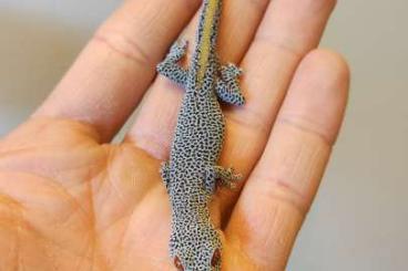 Geckos kaufen und verkaufen Photo: Strophurus taenicauda CB24 Geckos kaufen und verkaufen Photo: Strophurus taenicauda CB24