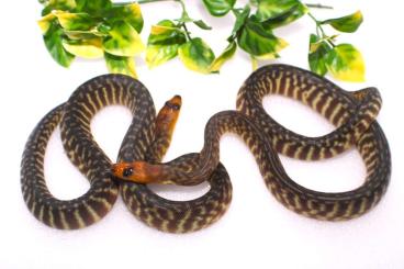 Pythons kaufen und verkaufen Foto: Antaresia maculosa reine Cape York "peninsularis", Aspidites ramsayi