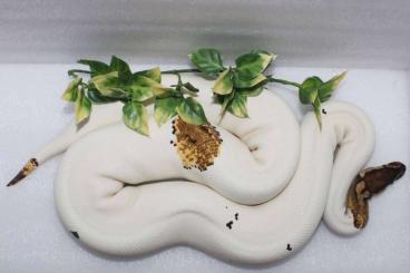 Königspythons kaufen und verkaufen Foto: Ballpython LightningPied pair ready to breed