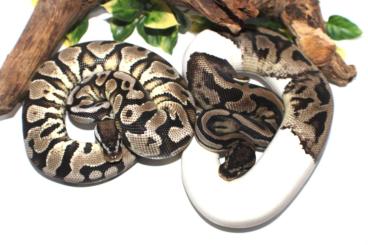 Ball Pythons kaufen und verkaufen Photo: Paar für TSK AxanthicPied Projekte (Black Night line) Ball Pythons kaufen und verkaufen Photo: Paar für TSK AxanthicPied Projekte (Black Night line)