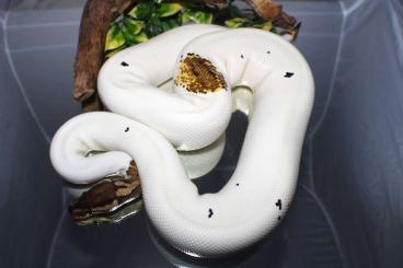 Königspythons kaufen und verkaufen Foto: LightningPieds +++ Pair for Houten in June Königspythons kaufen und verkaufen Foto: LightningPieds +++ Pair for Houten in June