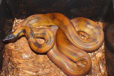Pythons kaufen und verkaufen Foto: 0.1 Bothrochilus boa (Ringpython) NZ 2012 Pythons kaufen und verkaufen Foto: 0.1 Bothrochilus boa (Ringpython) NZ 2012