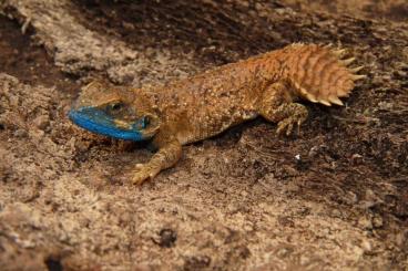 Lizards kaufen und verkaufen Photo: SELECTED-RARITY-SALE                 