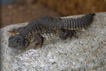 Lizards kaufen und verkaufen Photo: SELECTED RARITY SALE !   