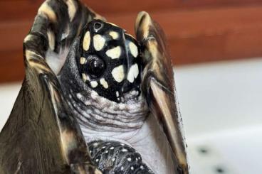 Schildkröten  kaufen und verkaufen Foto: verkaufe eigene Nachzuchten Schildkröten 