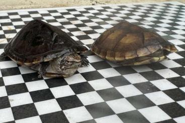 Turtles and Tortoises kaufen und verkaufen Photo: Verkaufe eigene Nachzuchten Schildkröten für Hamm