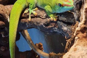 Geckos kaufen und verkaufen Foto: 1.3 Phelsuma grandis (high red)