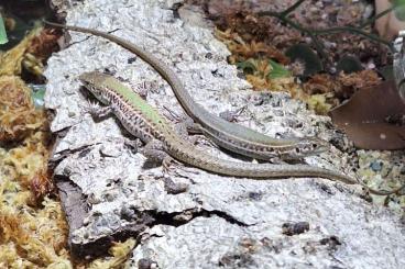 Lizards kaufen und verkaufen Photo: Podarcis ionicus (Korfu) Ionische Mauereidechse 
