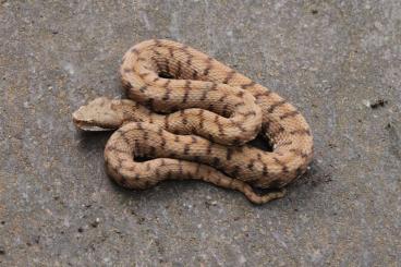 Venomous snakes kaufen und verkaufen Photo: Aspisviper ( vipera asps. f)