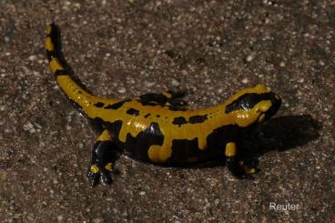 Salamander kaufen und verkaufen Foto: Feuersalamander (Salamandra salamandra terrestris)