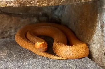 Venomous snakes kaufen und verkaufen Photo: 1.0 Halysotter (Gloydius halis caraganus)