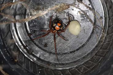 Spiders and Scorpions kaufen und verkaufen Photo: diverse Wirbellose - Spinnen, Skopione, Hundertfüsser