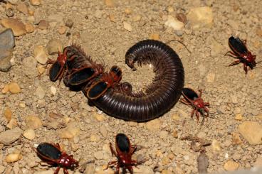 Insects kaufen und verkaufen Photo: diverse Wirbellose - Käfer, Wanzen, etc