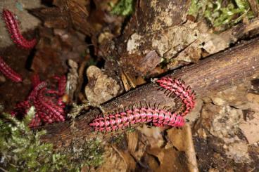 Spinnen und Skorpione kaufen und verkaufen Foto: diverse "true spiders" and other arachnids