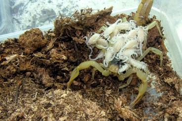 Spiders and Scorpions kaufen und verkaufen Photo: Hadrurus arizonensis und andere Skorpione