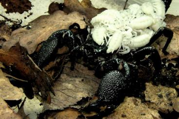Scorpions kaufen und verkaufen Photo: diverse Skorpione, Geiselspinnen und Geiselskorpione