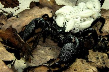 Skorpione kaufen und verkaufen Foto: diverse Skorpione, Geiselspinnen und Geiselskorpione