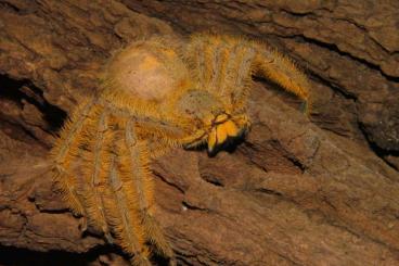 - bird spiders kaufen und verkaufen Photo: diverse Spinnentiere - Avicularia, Geiselspinnen, Skorpione