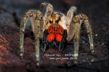 Spinnen und Skorpione kaufen und verkaufen Foto: diverse Arachniden: Spinnen, Skorpione, Geiselspinnen, Geiselskorpione