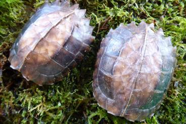 Schildkröten  kaufen und verkaufen Foto:   Cuora m. mouhotii DNZ 09/2022