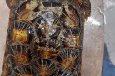 Landschildkröten kaufen und verkaufen Foto: 1,0  Malacochersus tornieri  Adult