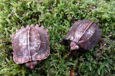 Turtles and Tortoises kaufen und verkaufen Photo:   Cuora m. mouhotii DNZ 09/2022