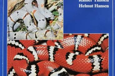 Sonstiges kaufen und verkaufen Foto: Königsnattern - Lampropeltis