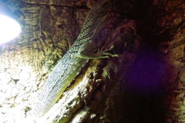Warane kaufen und verkaufen Foto: 1,0 Varanus Reisingeri Baumwaran Warane kaufen und verkaufen Foto: 1,0 Varanus Reisingeri Baumwaran