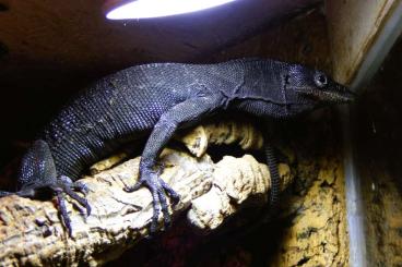 Warane kaufen und verkaufen Foto: 1,1 Varanus Beccarii Baumwaran Warane kaufen und verkaufen Foto: 1,1 Varanus Beccarii Baumwaran