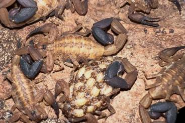 Scorpions kaufen und verkaufen Photo: Tityus smithii for sale or trade