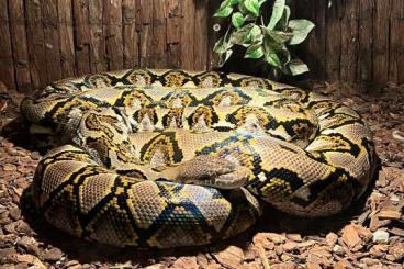 Pythons kaufen und verkaufen Foto: Netzpython/ Malayopython reticulatus