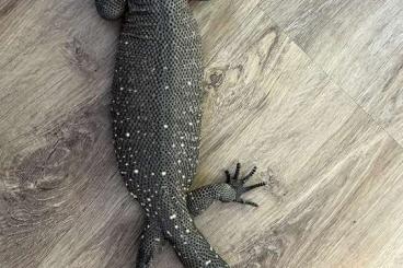 Echsen kaufen und verkaufen Foto: Heloderm horridum dwarf ultra black Echsen kaufen und verkaufen Foto: Heloderm horridum dwarf ultra black