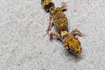 Echsen  kaufen und verkaufen Foto: Australische Geckos für Hamm