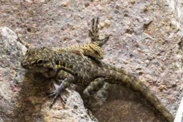 Geckos kaufen und verkaufen Foto: Quedenfeldtia - marokkanischer Taggecko 