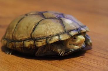 Turtles and Tortoises kaufen und verkaufen Photo: 0,2 Kinosternon flavescens 