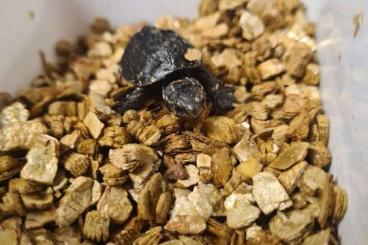 Turtles and Tortoises kaufen und verkaufen Photo: Sternotherus odoratus 0,0,2
